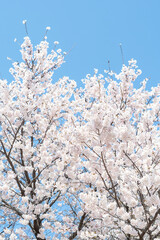 하늘을 배경으로 한 벚꽃이 만개한 자연풍경 