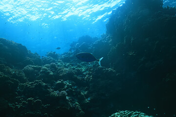 Fototapeta na wymiar texture bottom sea abstract background underwater