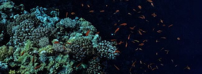 tropical fish on a coral reef underwater wildlife