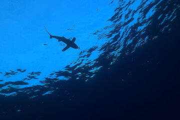 shark view from the depth silhouette, shadow, underwater photo, fear predator phobia