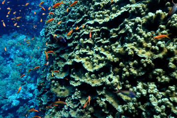 texture coral underwater reef background sea
