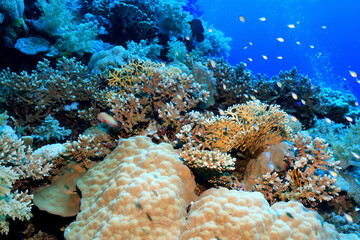 tropical fish on a coral reef underwater wildlife