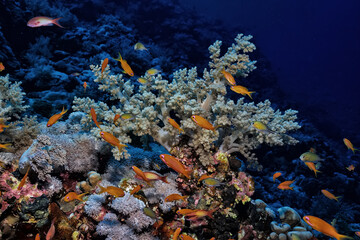 small fish on a coral reef underwater wildlife