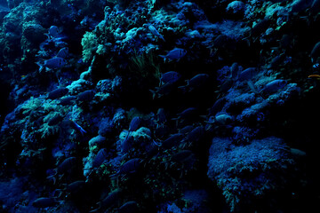 texture coral underwater reef background sea