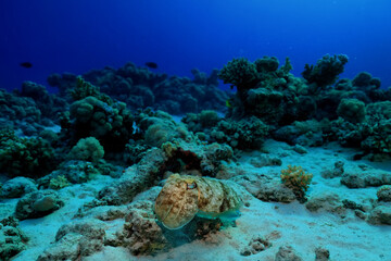 cuttlefish underwater photo wildlife sea