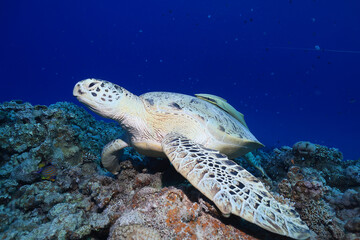 Fototapeta premium big sea turtle underwater photo, fish clingers, symbiosis ecosystem