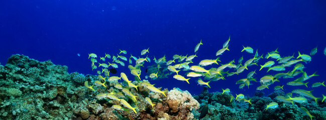 flock of fish goatfish underwater background