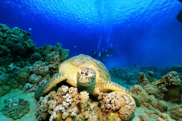 big sea turtle underwater photo, fish clingers, symbiosis ecosystem