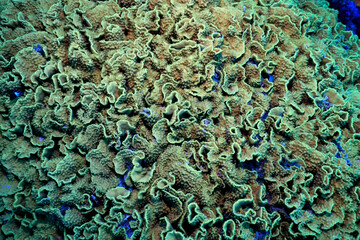 texture coral underwater reef background sea