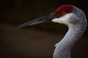 grey crowned crane