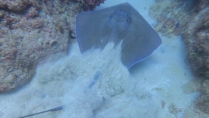 stingray in the sea