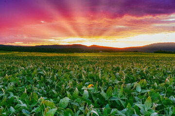Soybean field, agriculture farm landscape with a beautiful red sky sunrise over the mountain in...