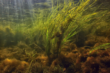 multicolored underwater landscape in the river, algae clear water, plants under water