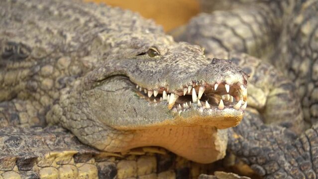 Large Nile Crocodile Opening Its Mouth With Sharp Teeth. Close Up