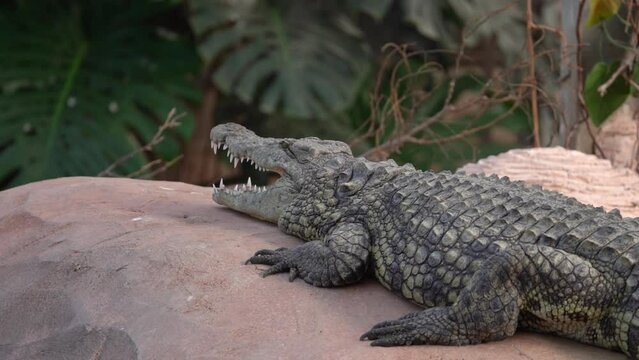Nile Crocodile Basking With Open Mouth On Top Of The Rocks In Wildlife Zoo Park. Zoom In