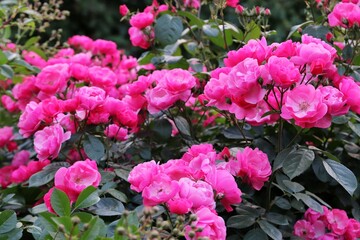 pink flowers in a garden