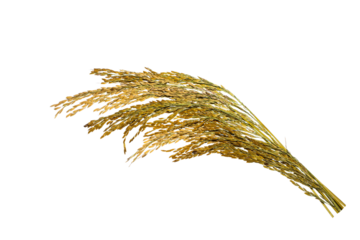 organic paddy rice,ear of paddy, ears of Thai jasmine rice isolated on white background. top view.