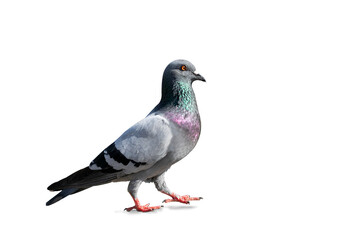 The sportsman flying on a paraglider. isolated on transparent background with clipping path. Beautiful pigeon with clipping path and alpha channel. for both printing and web pages. 