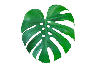 Monstera plant leaf, the tropical evergreen vine isolated on white background,