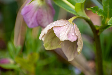 雨上がりの満開のクリスマスローズ
