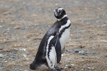 Magellanic penguins in Patagonia, Chile, South America