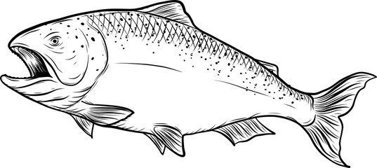 Salmon art highly detailed in line art style.Fish png by hand drawing.