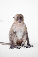 Thailand Monekys - 2019