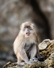 Fototapeta premium Thailand Monekys - 2019