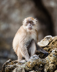 Thailand Monekys - 2019