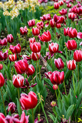 Turnips.  Seasonal floral plantation found inside a park.  Hong Kong, Feb - spring.   