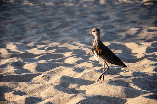 An adult tero on the sand of the beach