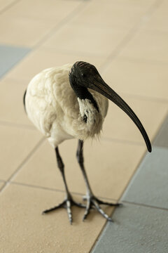 An Australian white Ibis (Threskiornis molucca) commonly called a Bin Chicken standing on the ground in a tiled area waiting to scavenge food
