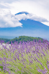 Naklejka premium 富士山とラベンダー