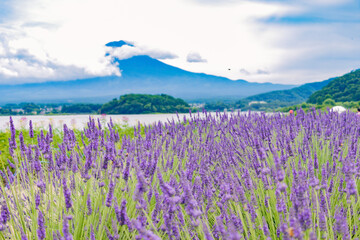 富士山とラベンダー