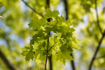 Green fresh maple leaves in macro