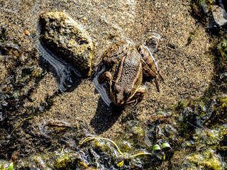 ordinary frog sits on the sand near the lake in summer