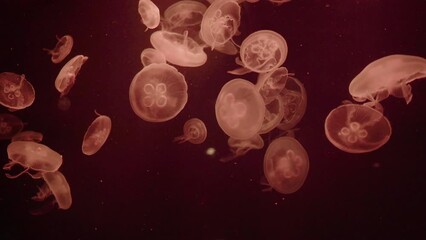 Colony of common moon jellyfish Aurelia aurita in dark water with glowing red-orange light against dark underwater background