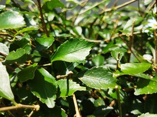 green leaves in the garden. Bushes as a background wallpaper. 
