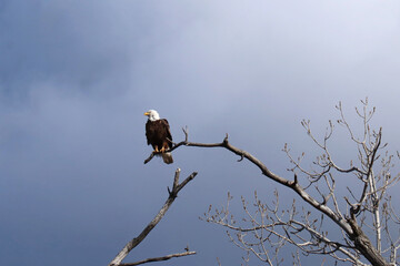bald eagle on branch