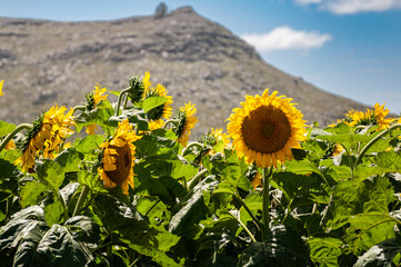 field of sunflowers with a hill as background