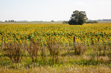 Plantation of sunflowers, helianthus annuus, in a field in Argentina