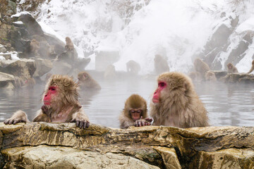 Fototapeta premium Snow monkeys sitting in the hot springs