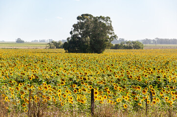 Plantation of sunflowers, helianthus annuus, in a field in Argentina