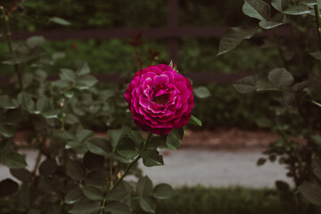 pink rose in a garden