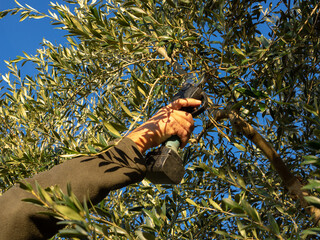Arm of a man with an electric pruning shear, pruning an olive tree.
