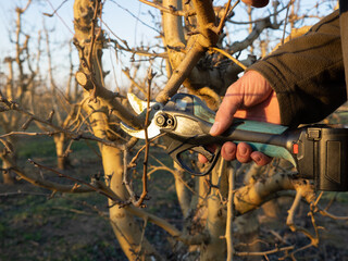 Man's hand with electric shears pruning a branch of a fruit tree in winter.