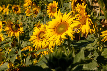field of sunflowers