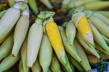 Boiled corn is sold in the street food market.