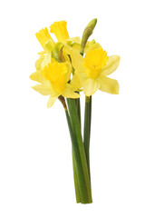 Yellow daffodils in bouquet isolated on white