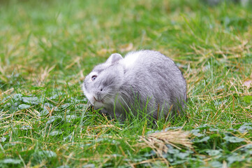 A gray rabbit sits on the green grass with its head turned. In the center.